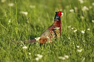 Daytime Nature Scene Prints: Common Pheasant or Ring-necked Pheasant (Phasianus colchicus)