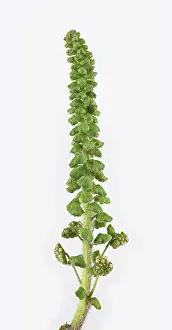 Deserted Landscape Germany Prints: Common Ragweed (Common Ragweed)