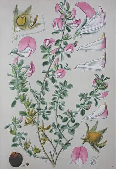 Central European Flora And Fauna Prints: Common restharrow (Ononis repens)