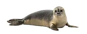 Marine Mammal Prints: Common seal lying, looking at the camera