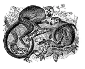 Common Squirrel Monkey Image Prints: Common squirrel monkey (Saimiri sciureus)