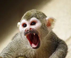 Prints of Common Squirrel Monkey (Saimiri sciureus), Dudley Zoo, West Midlands, England, United Kingdom Common Squirrel Monkey Prints: Common Squirrel Monkey Print, Dudley Zoo, West Midlands