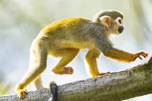 Captive Monkey Photos Prints: Common squirrel monkey (Saimiri sciureus) on a branchac