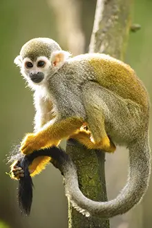 New World Monkeys Images Prints: Common squirrel monkey (Saimiri sciureus) on a branchac