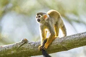New World Monkeys Prints: Common squirrel monkey (Saimiri sciureus) on a branchac