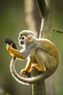 Squirrel Monkey Prints: Common squirrel monkey (Saimiri sciureus) on a branchac