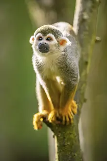 Squirrel Monkey Prints: Common squirrel monkey (Saimiri sciureus) on a branchac