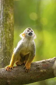 Wild Animal Photography Prints: Common squirrel monkey (Saimiri sciureus) on a branchac