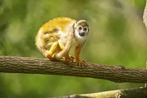 Wildlife In Captivity Prints: Common squirrel monkey (Saimiri sciureus) on a branchac