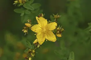 Wilnsdorf Nature Scene Prints: Common St John's wort (Hypericum perforatum)