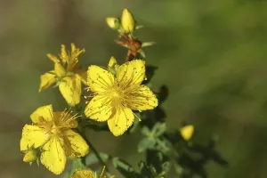 Wilnsdorf Nature Scene Prints: Common st john's wort (Hypericum perforatum)