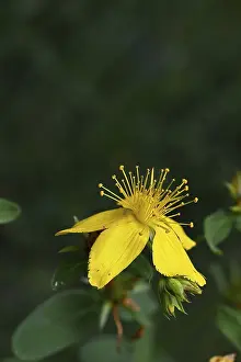 Spotted St Johns Wort Prints: Common St John's wort (Hypericum perforatum)