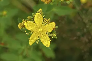Yellow Blooms Europe Prints: Common St John's wort (Hypericum perforatum)