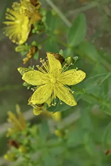 Common St John's Wort Prints: Common St John's wort (Hypericum perforatum)