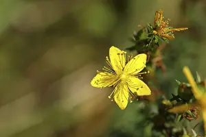 Medicinal Plant Germany Prints: Common st john's wort (Hypericum perforatum)