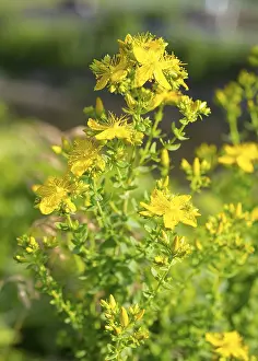 Botanical Flower Images Prints: Common St John's wort (Hypericum perforatum)