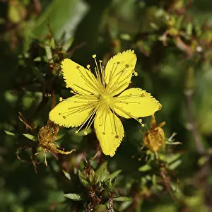 Central European Flowers Bloom Prints: Common St John's wort (Hypericum perforatum)