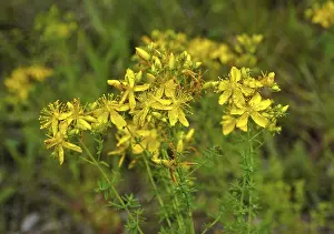 Deserted Landscape Photos Prints: Common St John's wort, Hypericum perforatum
