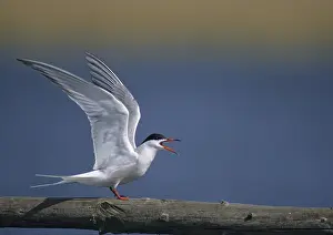 Common Tern Prints: Common tern, common tern, sterna hirundo