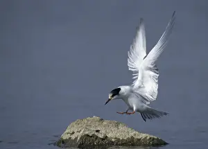 Aquatic Birds Habitat Prints: Common tern, common tern, sterna hirundo
