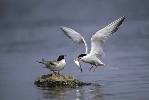 Common Tern Prints: Common tern, common tern, sterna hirundo
