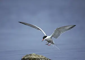 Aquatic Birds Habitat Prints: Common tern, common tern, sterna hirundo