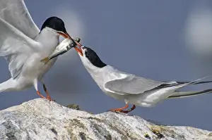 Common Tern Prints: Common tern, common tern, sterna hirundo