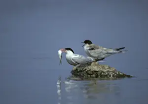 Seabird Photography Prints: Common tern, common tern, sterna hirundo