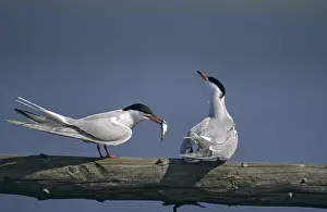 Water Birds Prints: Common tern, common tern, sterna hirundo