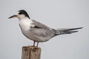 Juvenile Birds Prints: Common tern, common tern, sterna hirundo