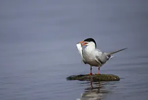 Seabird Photography Prints: Common tern, common tern, sterna hirundo