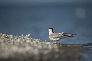 Seabird Photography Prints: Common tern, common tern, sterna hirundo