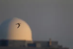 Sizewell B Nuclear Power Station Prints: Common tern (Sterna hirundo)