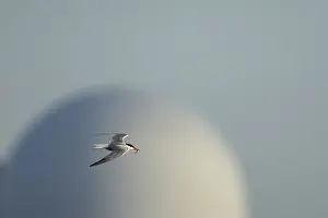 Sizewell B Nuclear Power Station Prints: Common tern (Sterna hirundo)