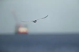 Wading Birds Europe Prints: Common tern (Sterna hirundo)