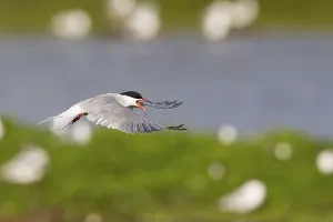 Common Tern Prints: Common Tern (Sterna hirundo), in flight