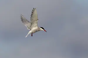 Wading Bird Photos Prints: Common Tern (Sterna hirundo), in flight