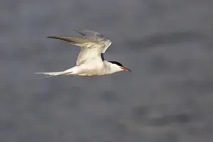 Common Tern In Flight Prints: Common Tern (Sterna hirundo), in flight