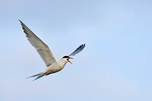 Common Tern In Flight Prints: Common Tern (Sterna hirundo), in flight