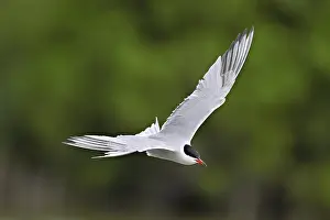 Framed Print : Common tern in flight Print