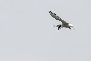 German Water Birds Prints: Common Tern (Sterna hirundo), Schleswig-Holstein