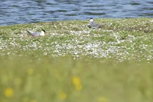 Prints of Two common terns (Sterna hirundo) breeding, bird nests, ground nesting birds, Otterstaat, Texel, North Holland, Netherlands Common Tern Prints: Two Common Terns Breeding Print, Netherlands