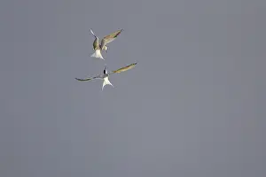 Prints of Common Terns (Sterna hirundo), in flight, fighting in the air, Texel, North Holland, The Netherlands Common Tern Prints: Common Terns in Flight Print, Texel, The Netherlands