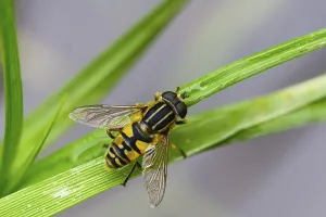 Images Dated 18th June 2024: Helophilus pendulus Print