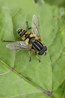 Images Dated 18th June 2024: Helophilus pendulus Print, Portrait Format