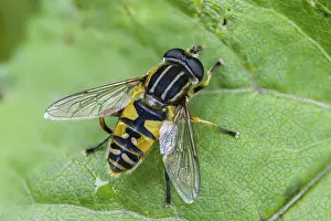 Images Dated 18th June 2024: Helophilus pendulus Print, Common Tiger Hoverfly Image