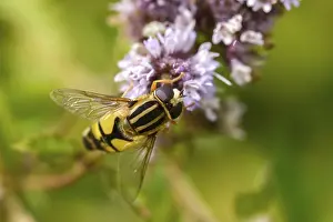Images Dated 18th August 2024: Helophilus pendulus Print