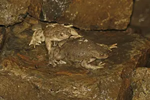 True Toad Species Prints: Common toad, Bufo bufo