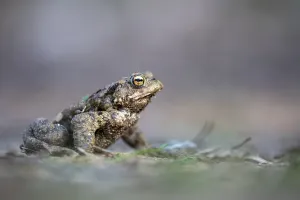 Northern German Wildlife Prints: Common toad (Bufo bufo), Ahlhorn