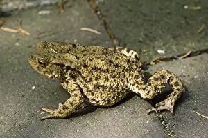 True Toad Species Prints: Common Toad, Bufo Bufo, Common Toad